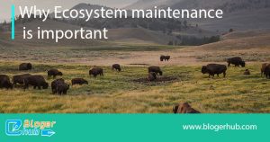 why ecosystem maintenance is important
