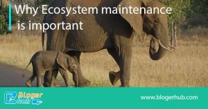 why ecosystem maintenance is important1